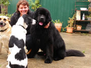hunde