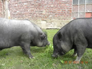 schweinchen