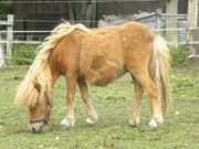 pony